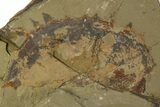 Huge, Fossil Anomolocarid Grasping Appendage - Cambrian #307249-4